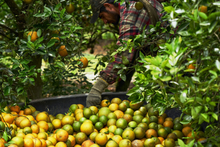 Citrus Picker (Orange, Lemon, Grapefruit) In Canada