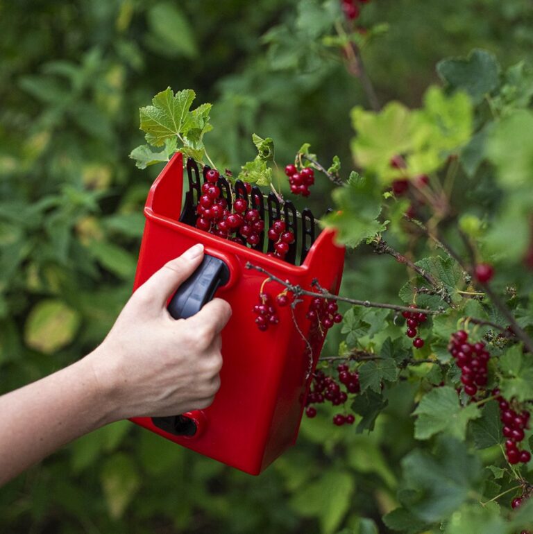 Berry Picker (Strawberry, Blueberry, Raspberry) In Denmark