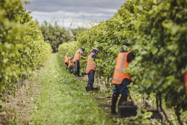 Harvesting laborers  In New-Zealand