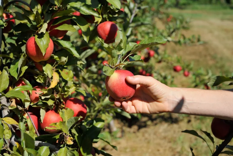 Apple, Pear, Peach Picker In Australia