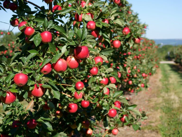 Fruit Harvesters (Orchards & Vineyards) In The USA