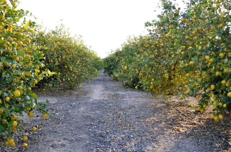 Citrus Picker (Orange, Lemon, Grapefruit) In Sweden