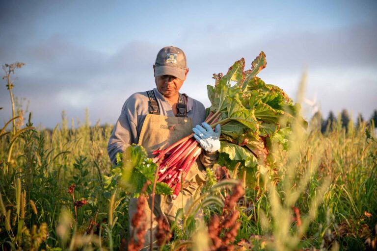 Vegetable Harvesters (Row Crops) In Finland