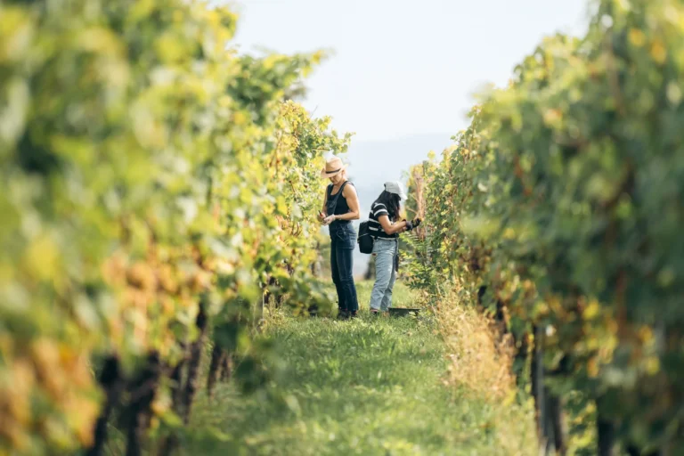 Fruit Harvesters (Orchards & Vineyards) In Germany
